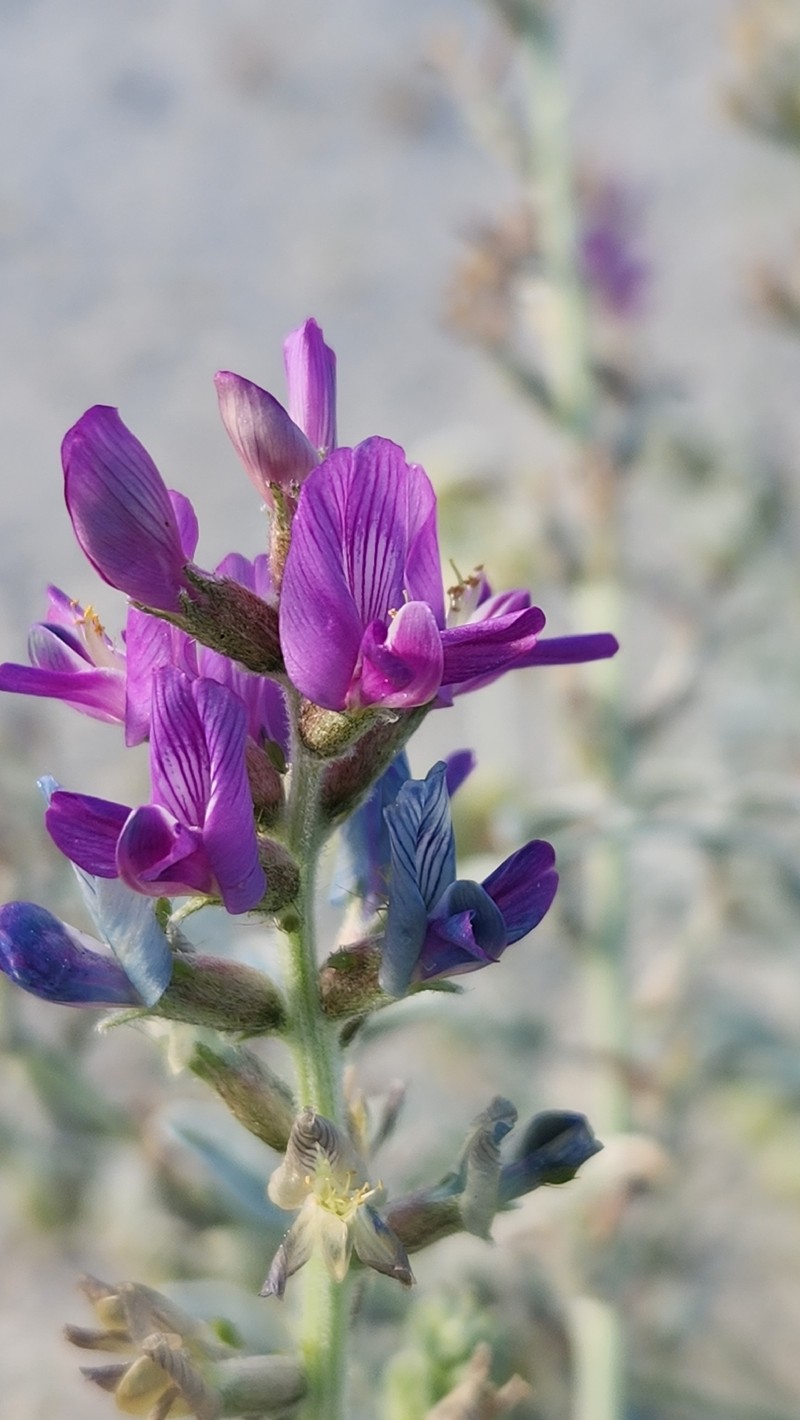 Astragalus lentiginosus var. coachellae photo 4