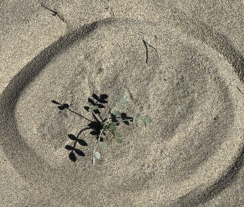 Astragalus lentiginosus var. coachellae photo 5