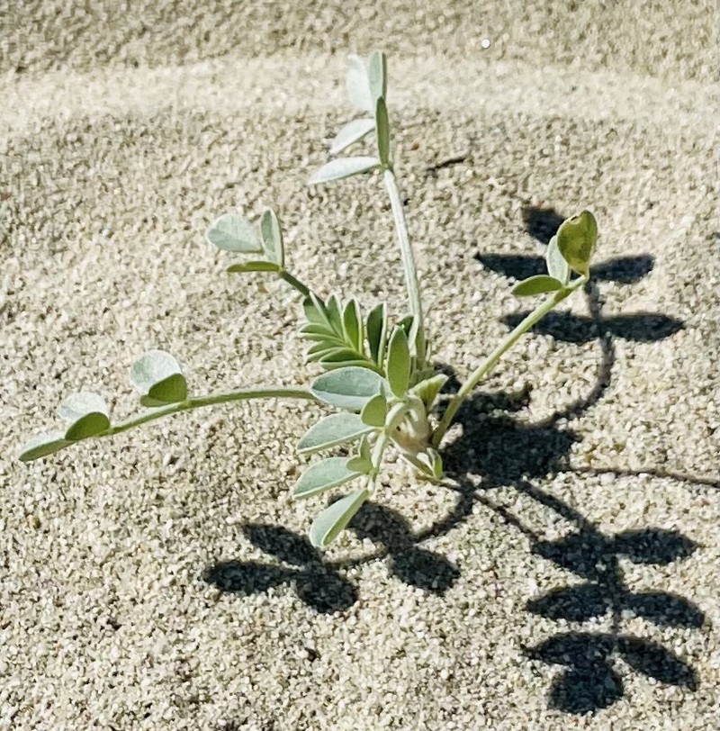 Astragalus lentiginosus var. coachellae photo 6