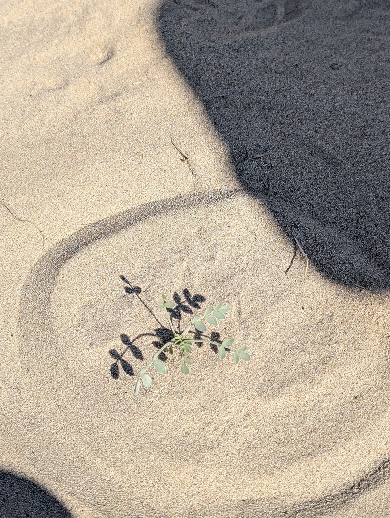 Astragalus lentiginosus var. coachellae photo 7