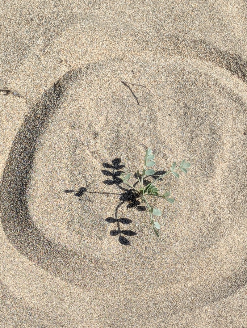 Astragalus lentiginosus var. coachellae photo 8
