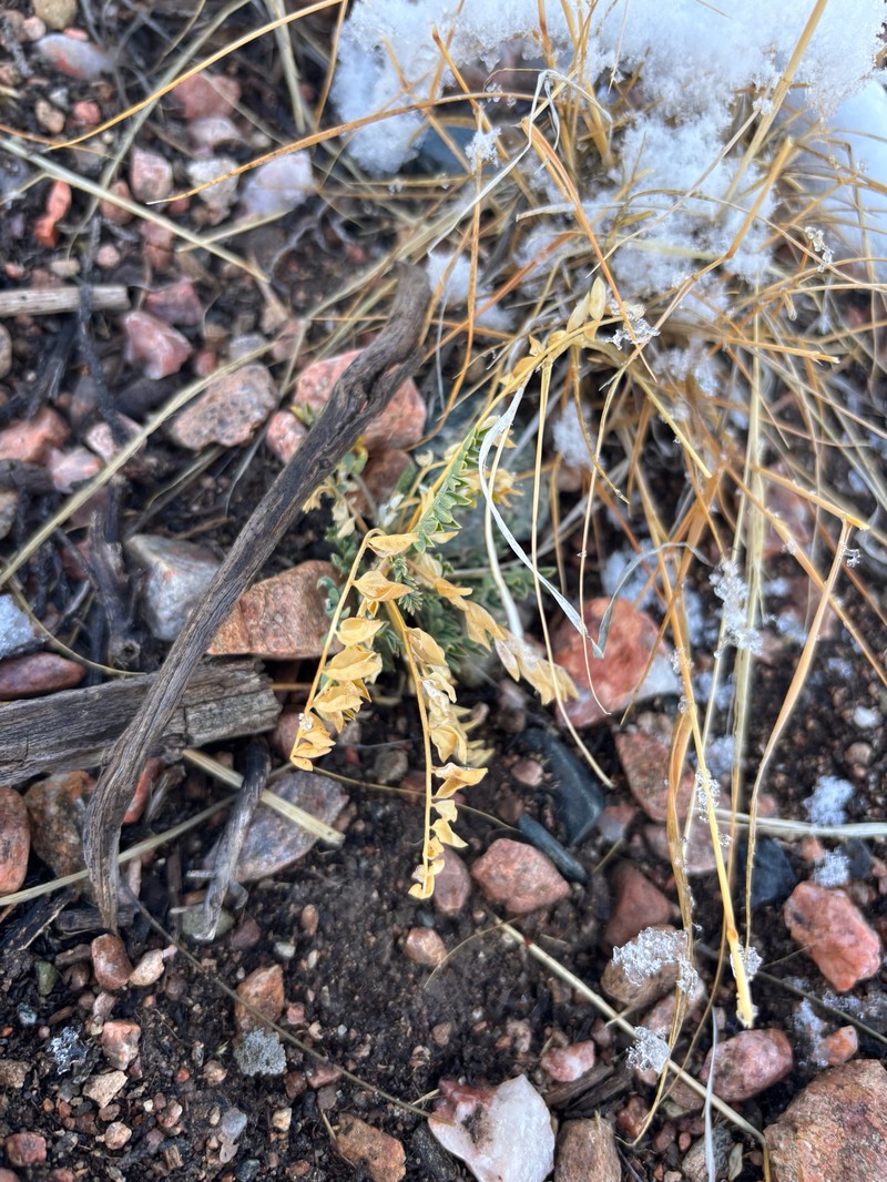 Astragalus lentiginosus var. diphysus