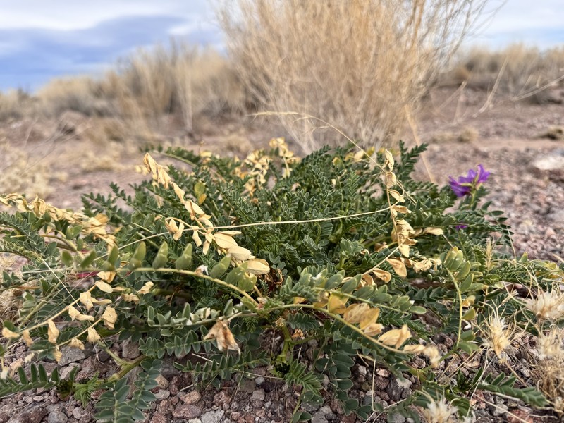Astragalus lentiginosus var. diphysus photo 2