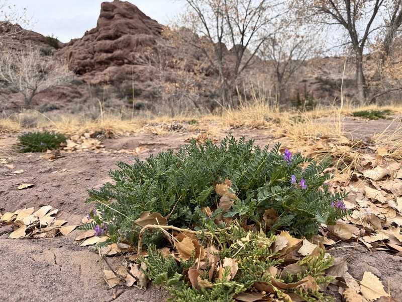 Astragalus lentiginosus var. diphysus photo 3