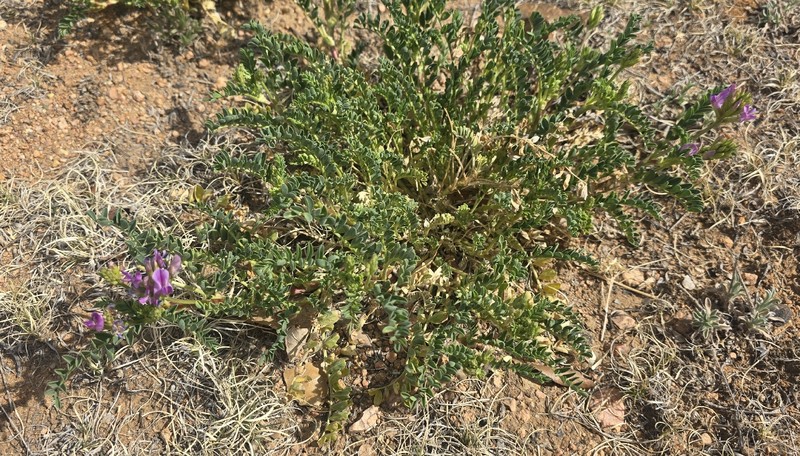 Astragalus lentiginosus var. diphysus photo 4