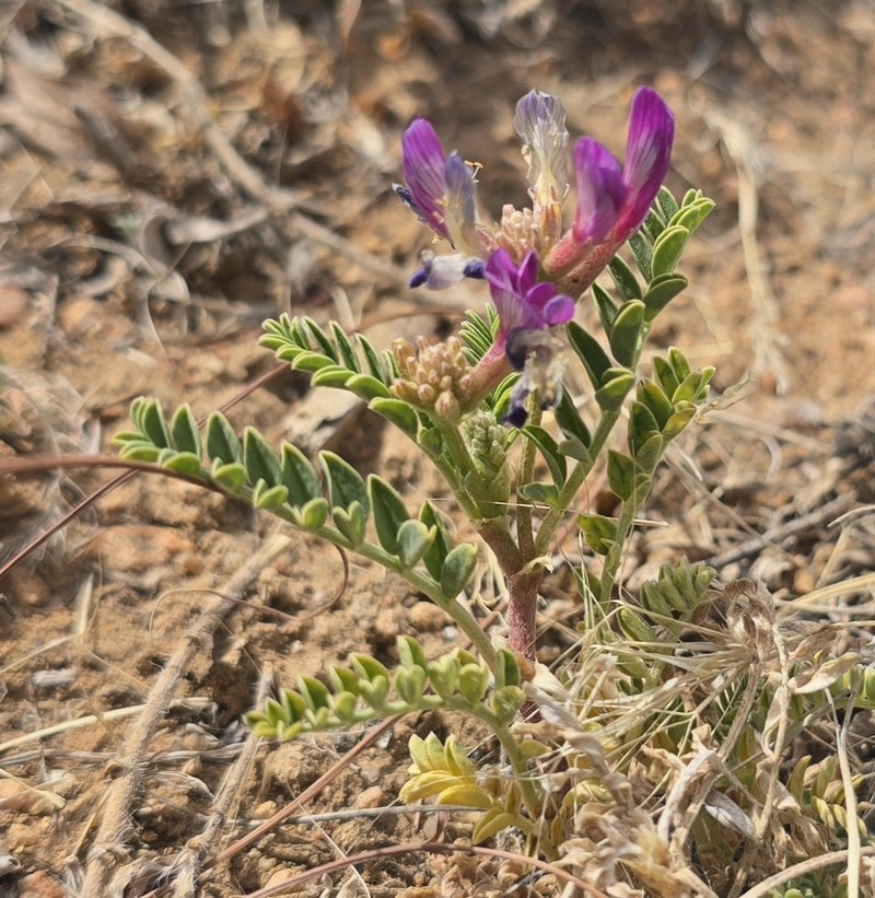 Astragalus lentiginosus var. diphysus photo 5