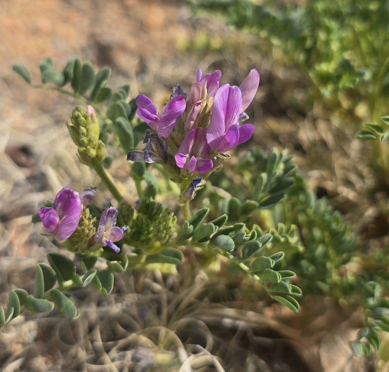 Astragalus lentiginosus var. diphysus photo 6