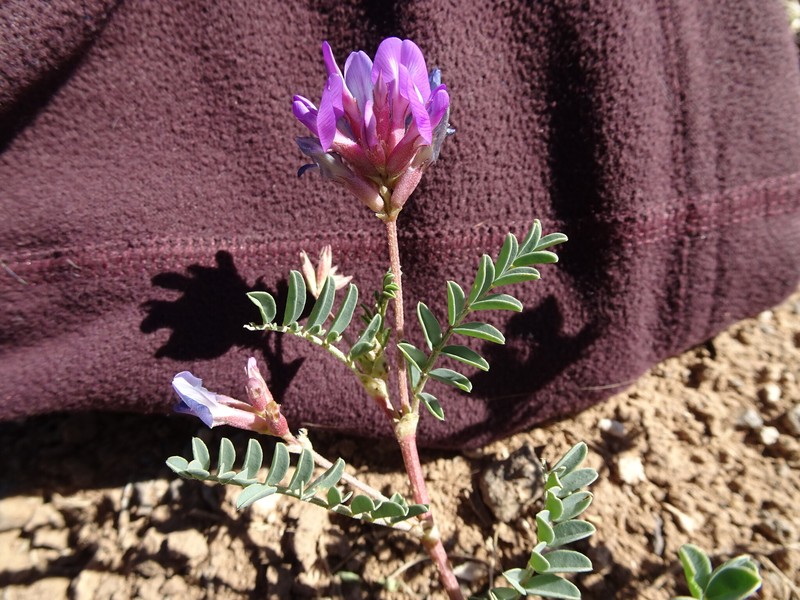 Astragalus lentiginosus var. diphysus photo 7