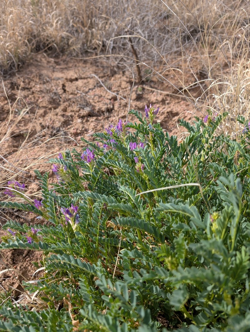 Astragalus lentiginosus var. diphysus photo 8