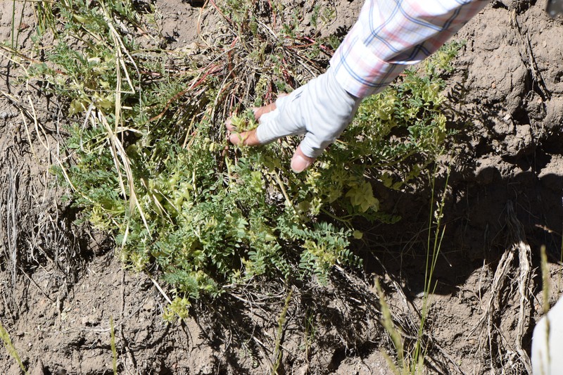 Astragalus lentiginosus var. floribundus