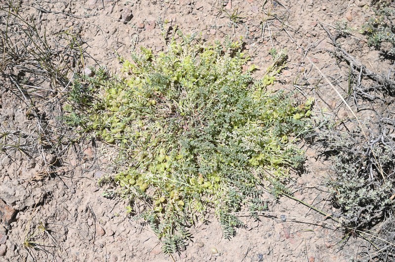 Astragalus lentiginosus var. floribundus photo 2