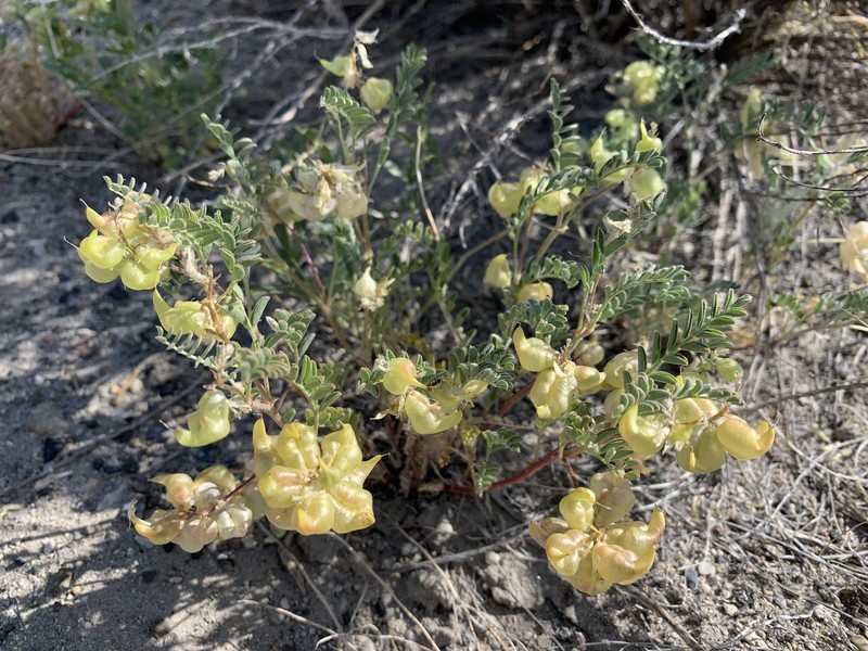 Astragalus lentiginosus var. floribundus photo 3