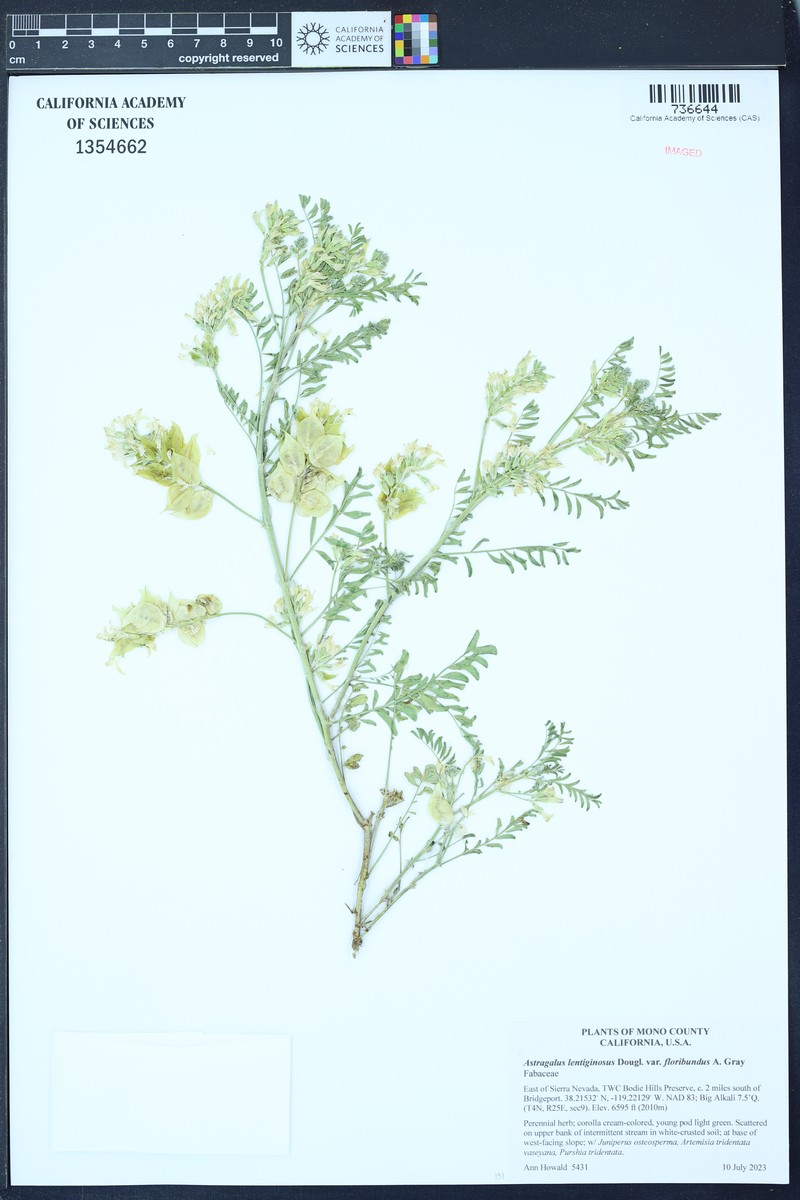 Astragalus lentiginosus var. floribundus photo 4
