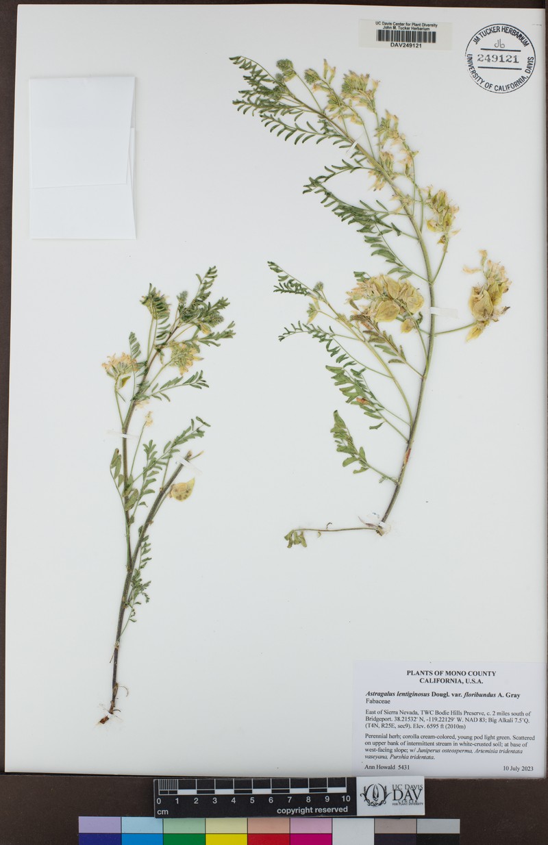 Astragalus lentiginosus var. floribundus photo 5