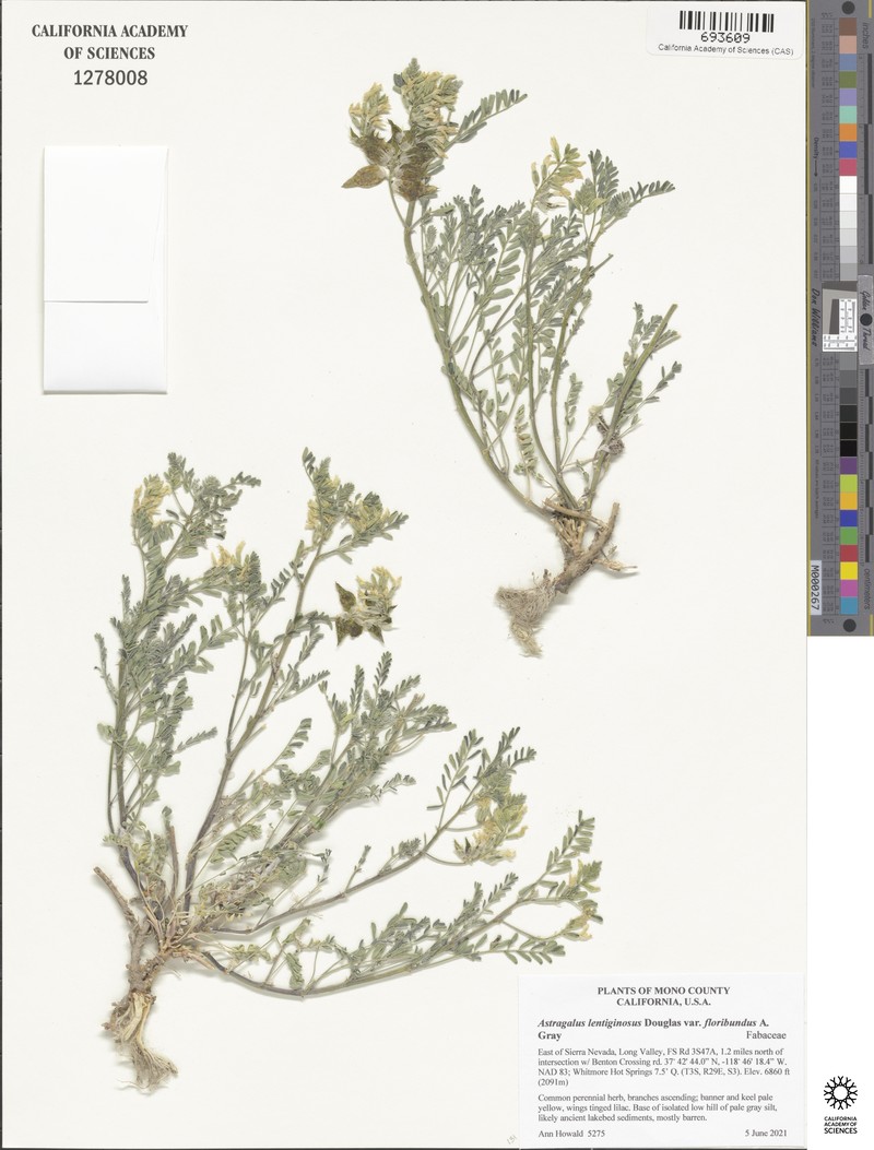 Astragalus lentiginosus var. floribundus photo 6