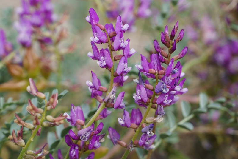 Astragalus lentiginosus var. fremontii