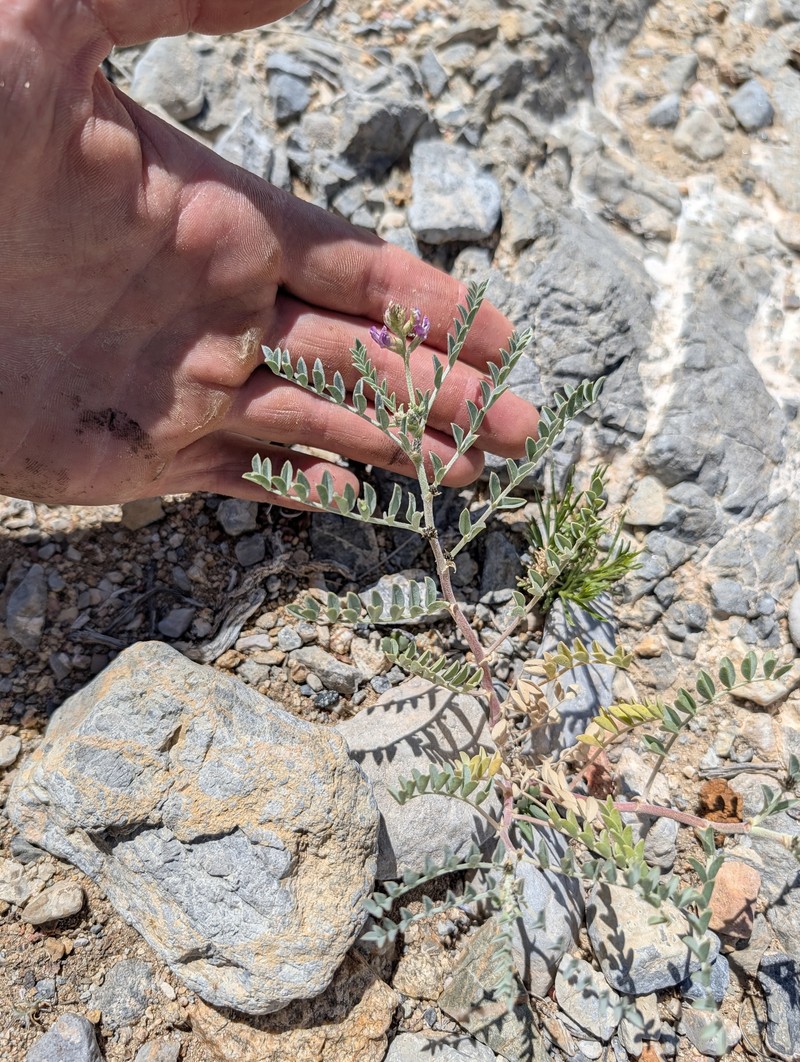 Astragalus lentiginosus var. fremontii photo 2
