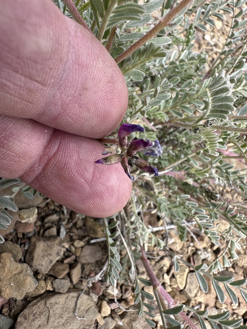 Astragalus lentiginosus var. fremontii photo 3