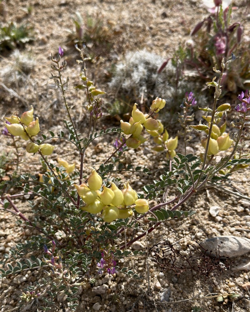 Astragalus lentiginosus var. fremontii photo 4