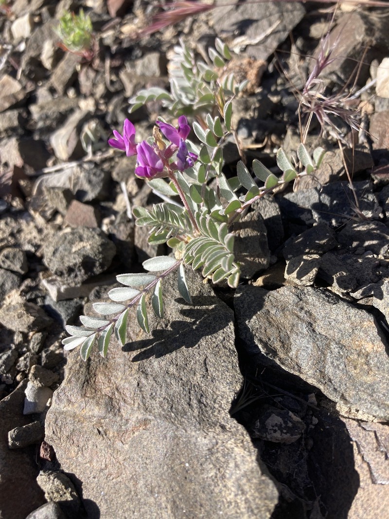 Astragalus lentiginosus var. fremontii photo 5