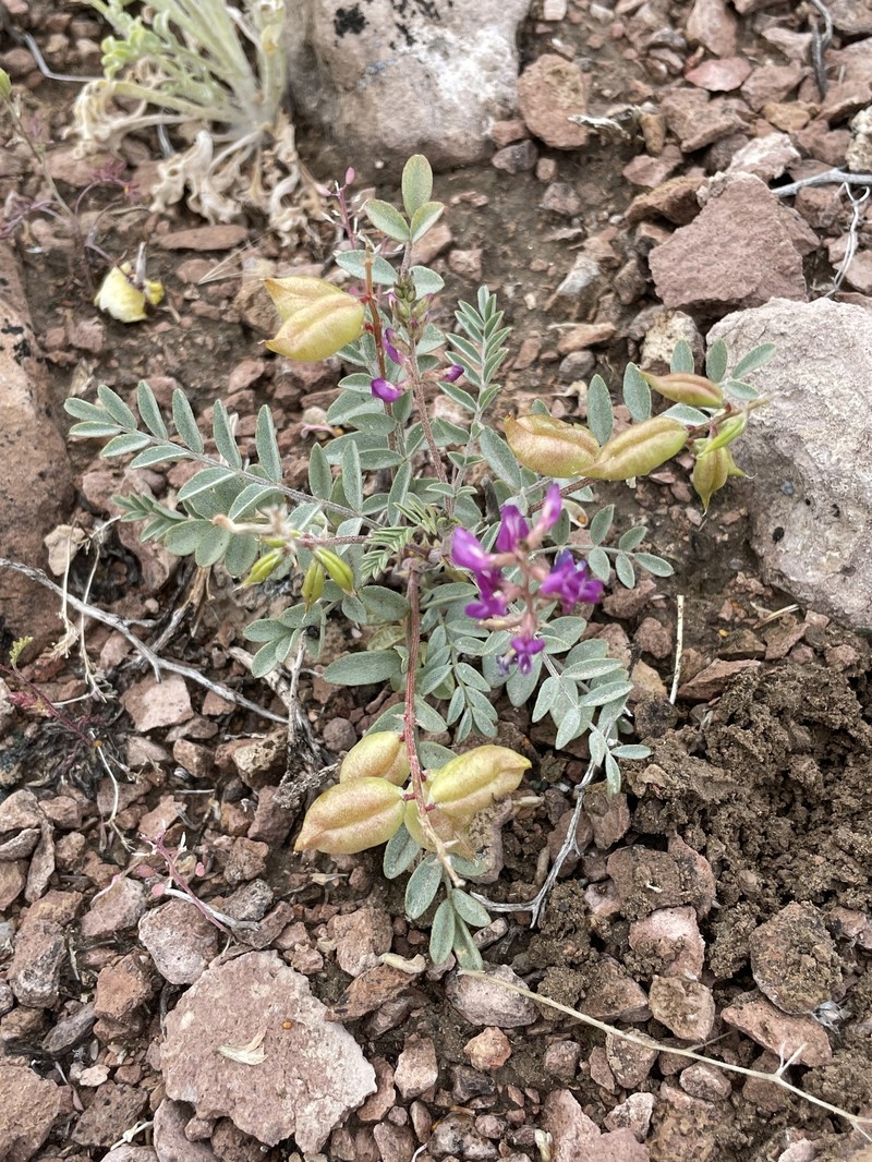 Astragalus lentiginosus var. fremontii photo 6