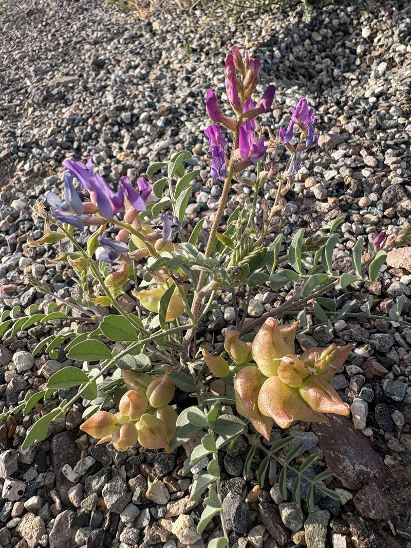 Astragalus lentiginosus var. fremontii photo 7