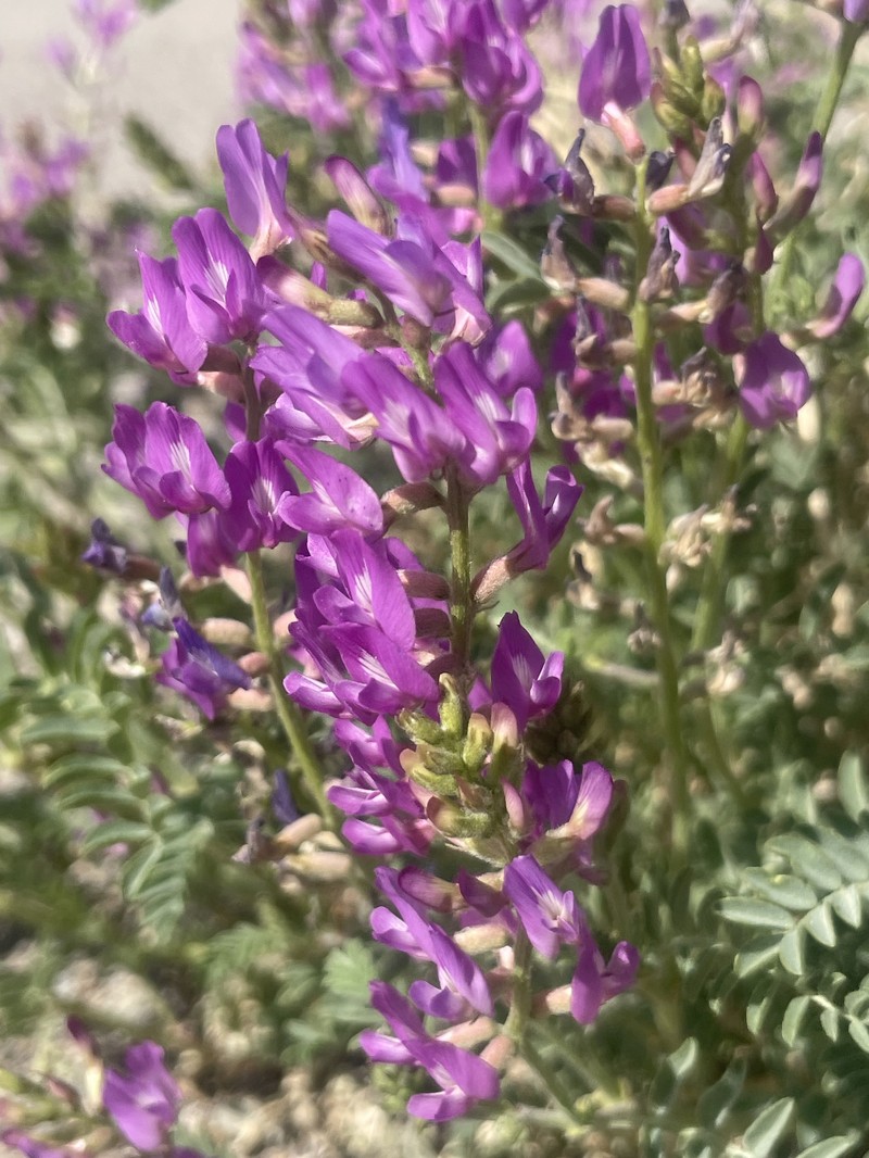 Astragalus lentiginosus var. fremontii photo 8