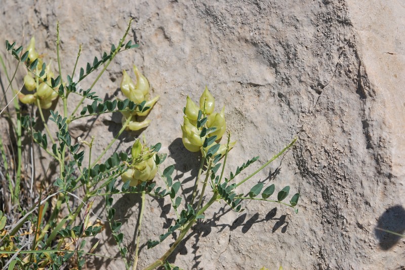 Astragalus lentiginosus var. higginsii