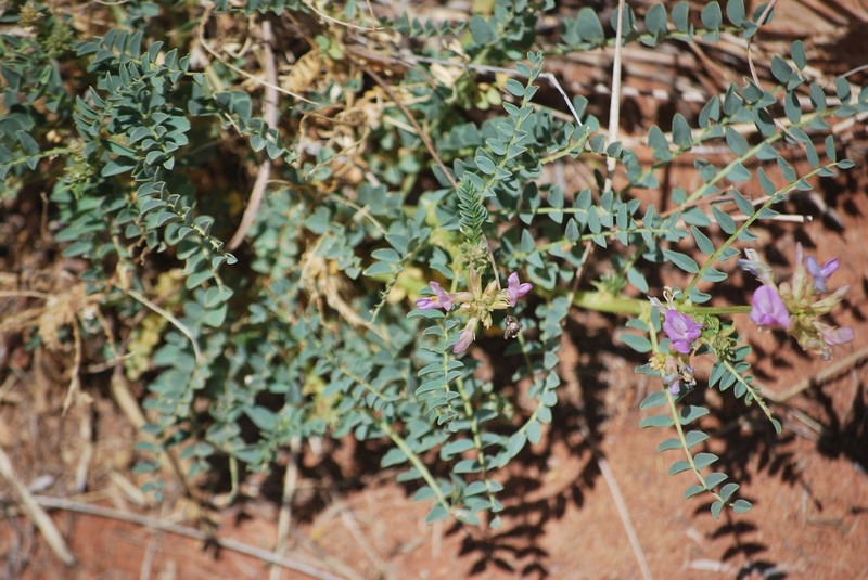 Astragalus lentiginosus var. higginsii photo 2