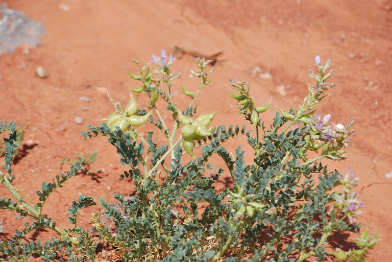 Astragalus lentiginosus var. higginsii photo 3