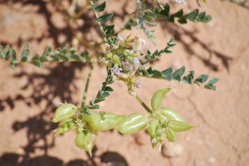 Astragalus lentiginosus var. higginsii photo 4