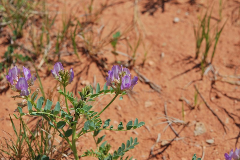 Astragalus lentiginosus var. higginsii photo 5