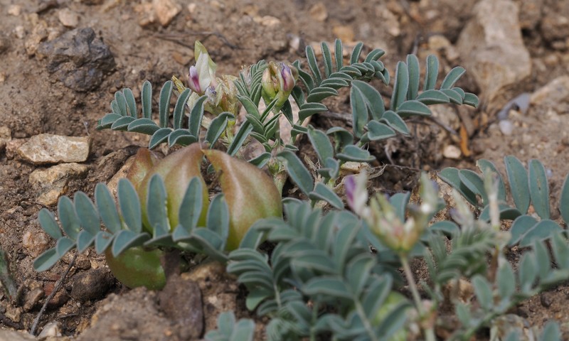 Astragalus lentiginosus var. idriensis