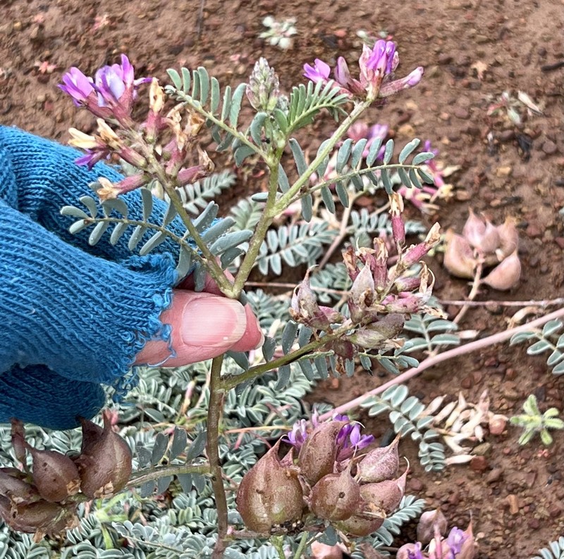 Astragalus lentiginosus var. idriensis photo 2