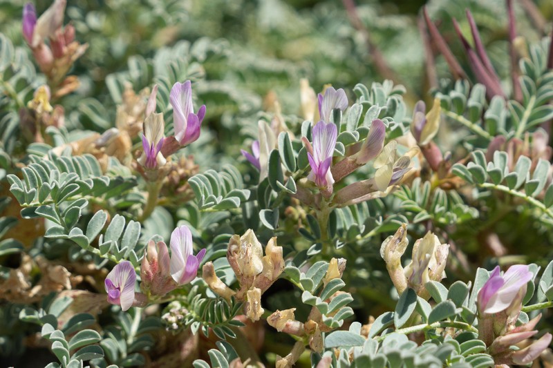 Astragalus lentiginosus var. idriensis photo 3