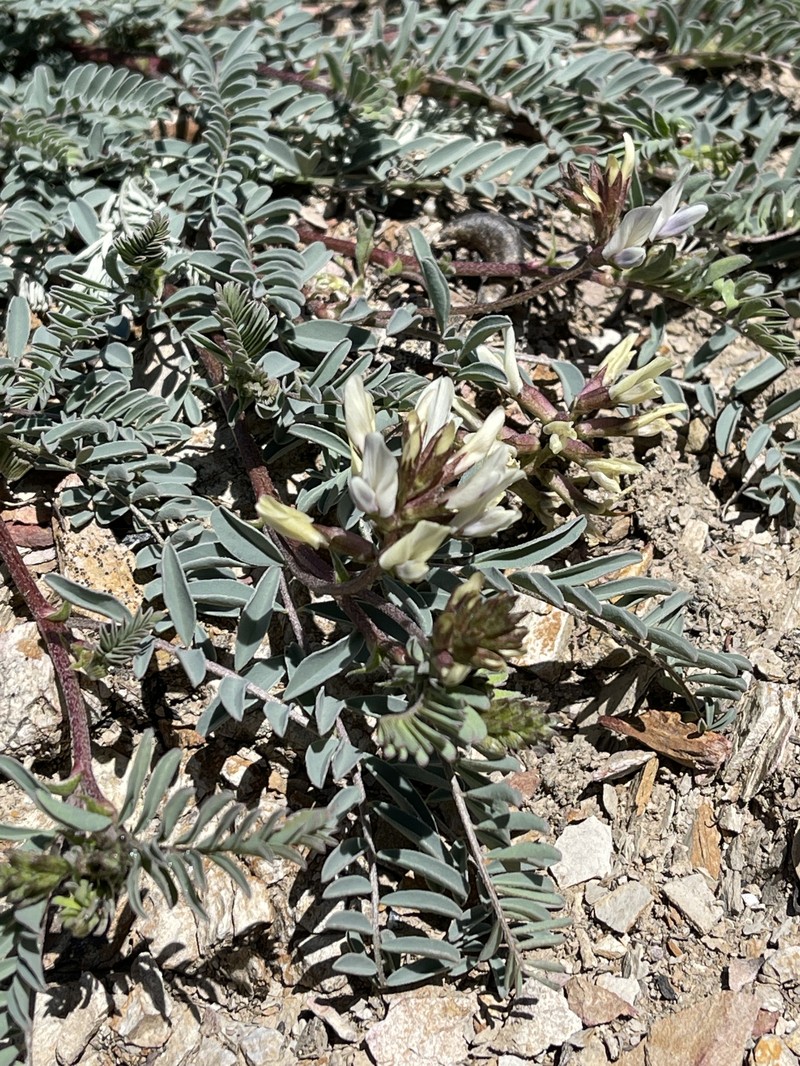 Astragalus lentiginosus var. idriensis photo 4