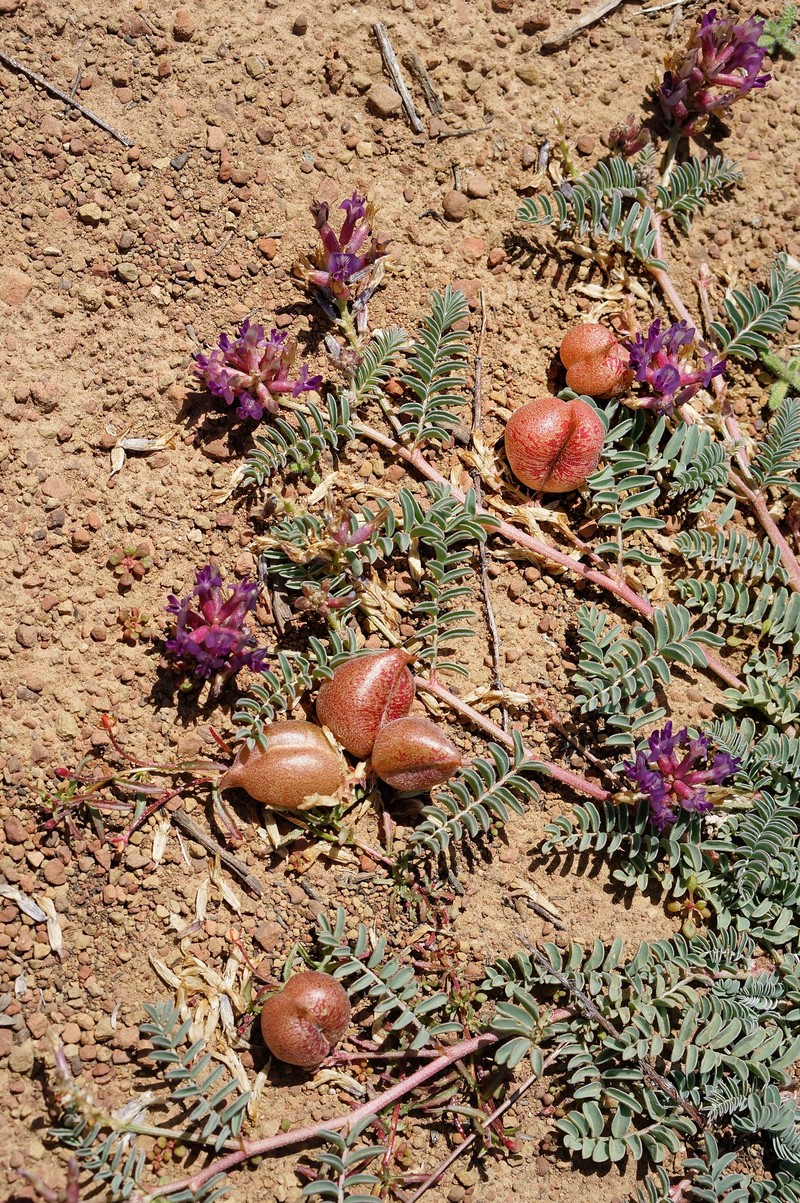 Astragalus lentiginosus var. idriensis photo 5