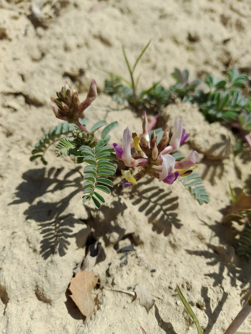 Astragalus lentiginosus var. idriensis photo 6