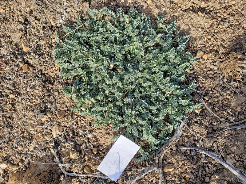 Astragalus lentiginosus var. idriensis photo 8