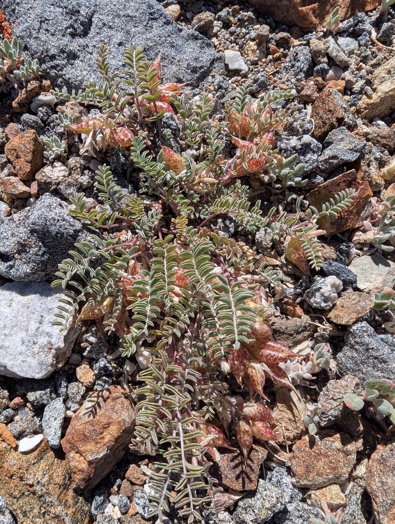 Astragalus lentiginosus var. ineptus