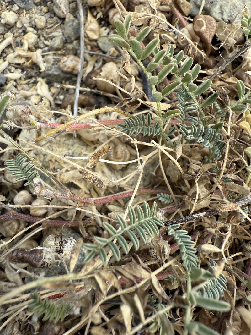 Astragalus lentiginosus var. ineptus photo 2