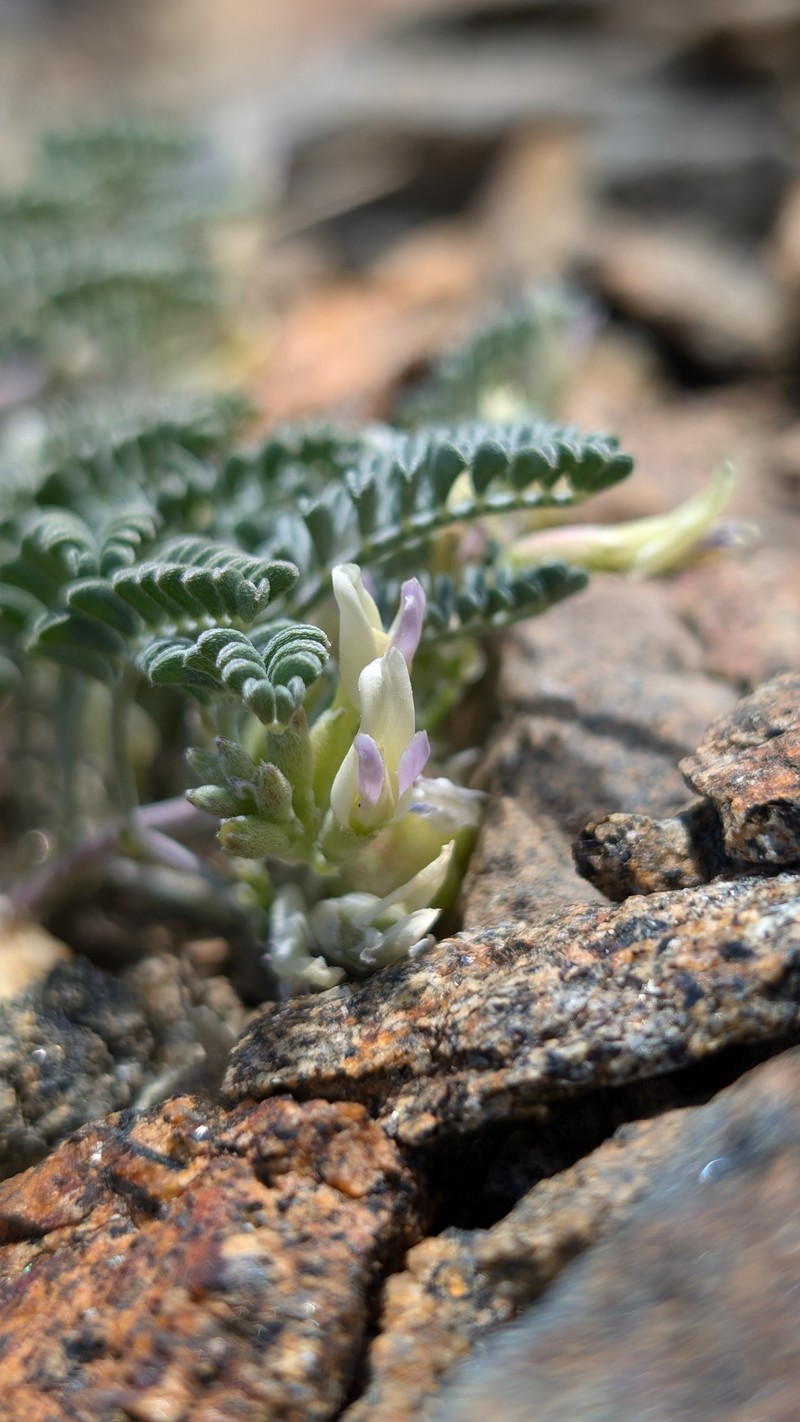 Astragalus lentiginosus var. ineptus photo 3