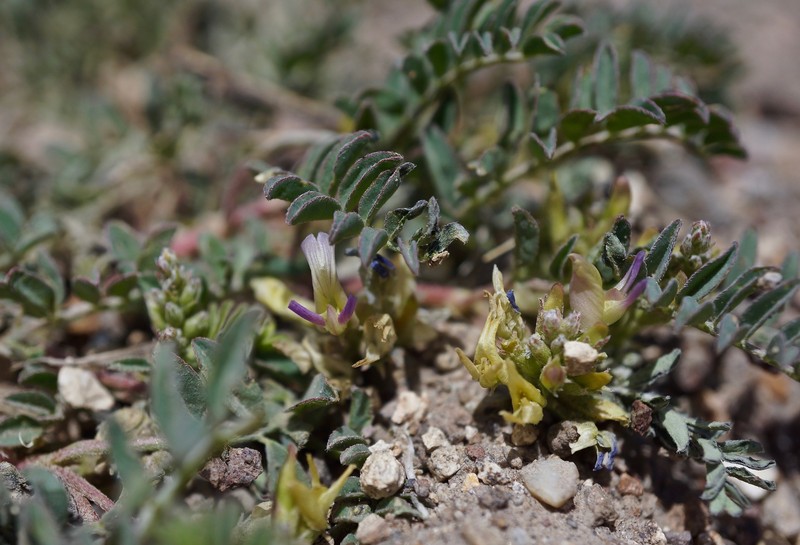 Astragalus lentiginosus var. ineptus photo 4