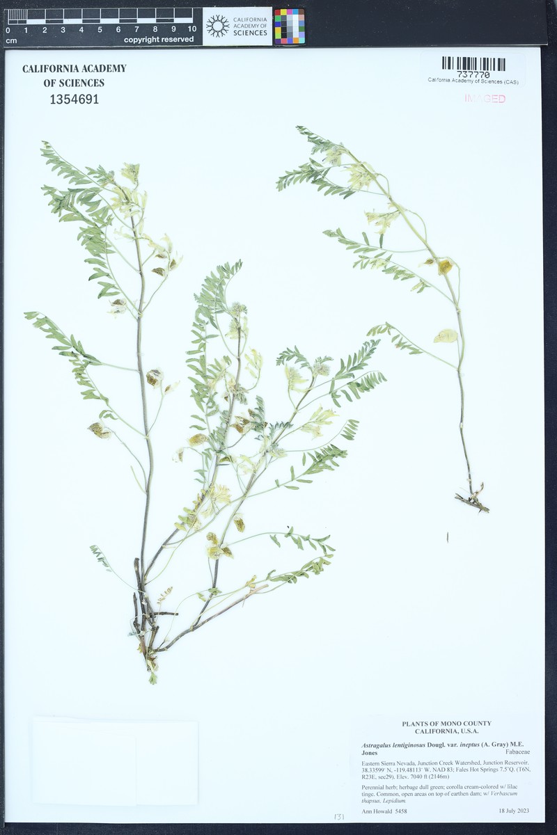 Astragalus lentiginosus var. ineptus photo 5