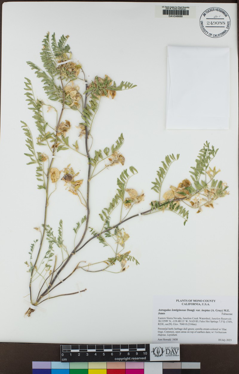 Astragalus lentiginosus var. ineptus photo 6