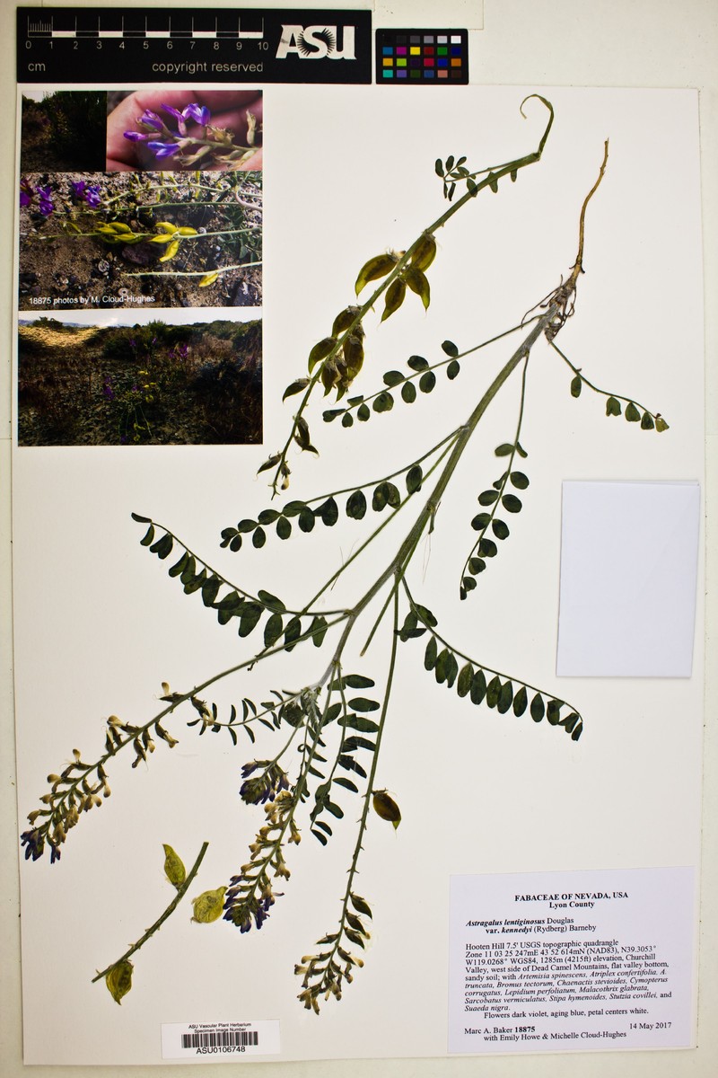 Astragalus lentiginosus var. kennedyi photo 3