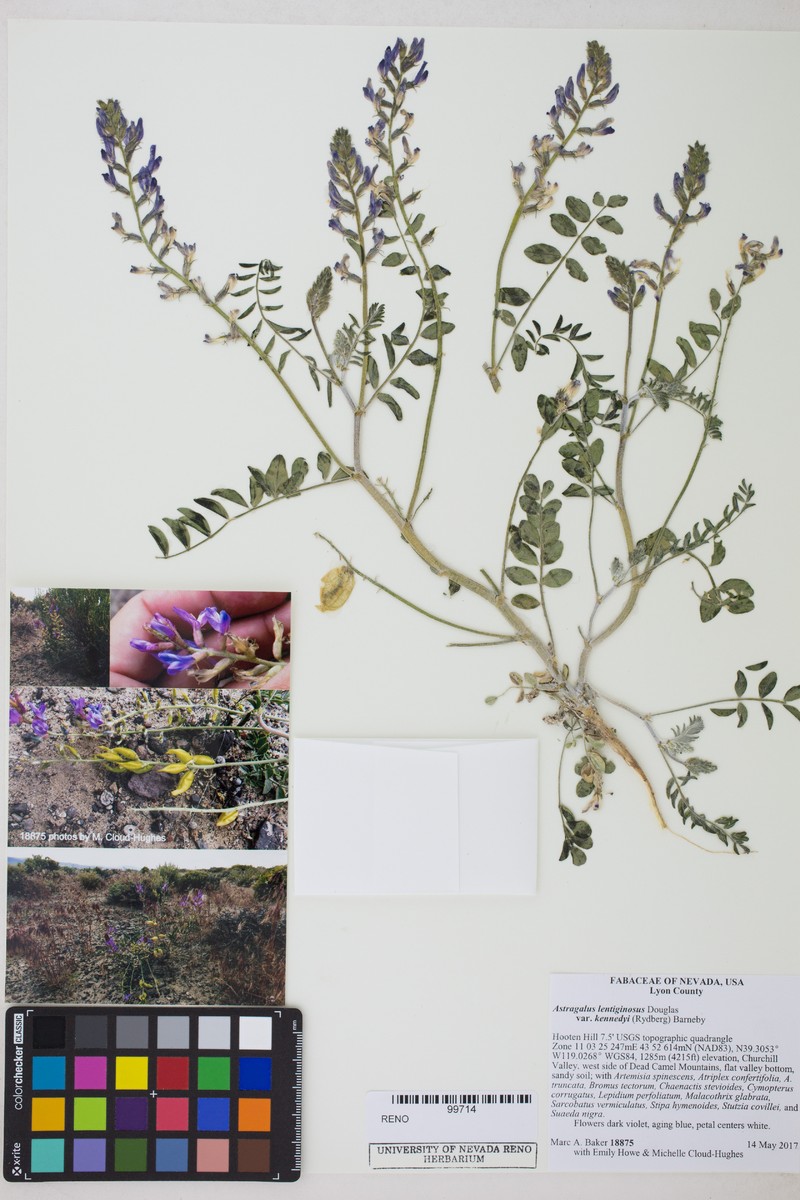 Astragalus lentiginosus var. kennedyi photo 4
