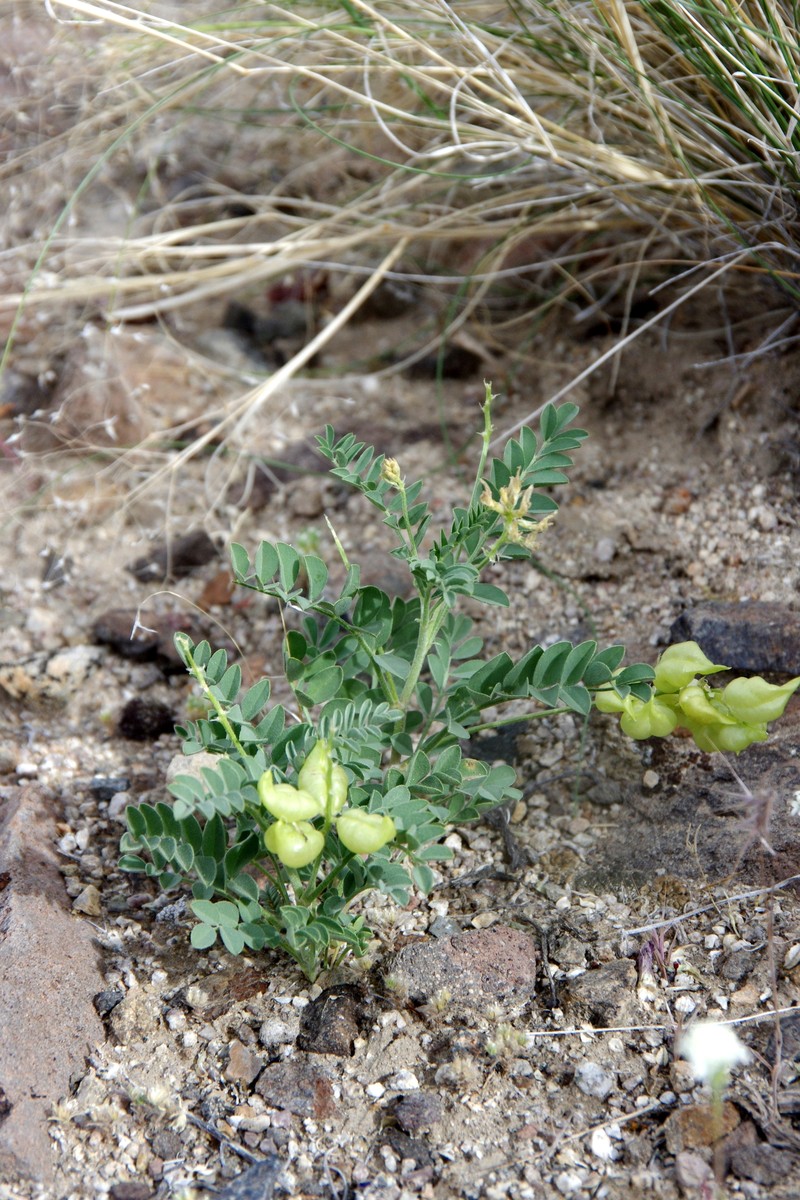 Astragalus lentiginosus var. kennedyi