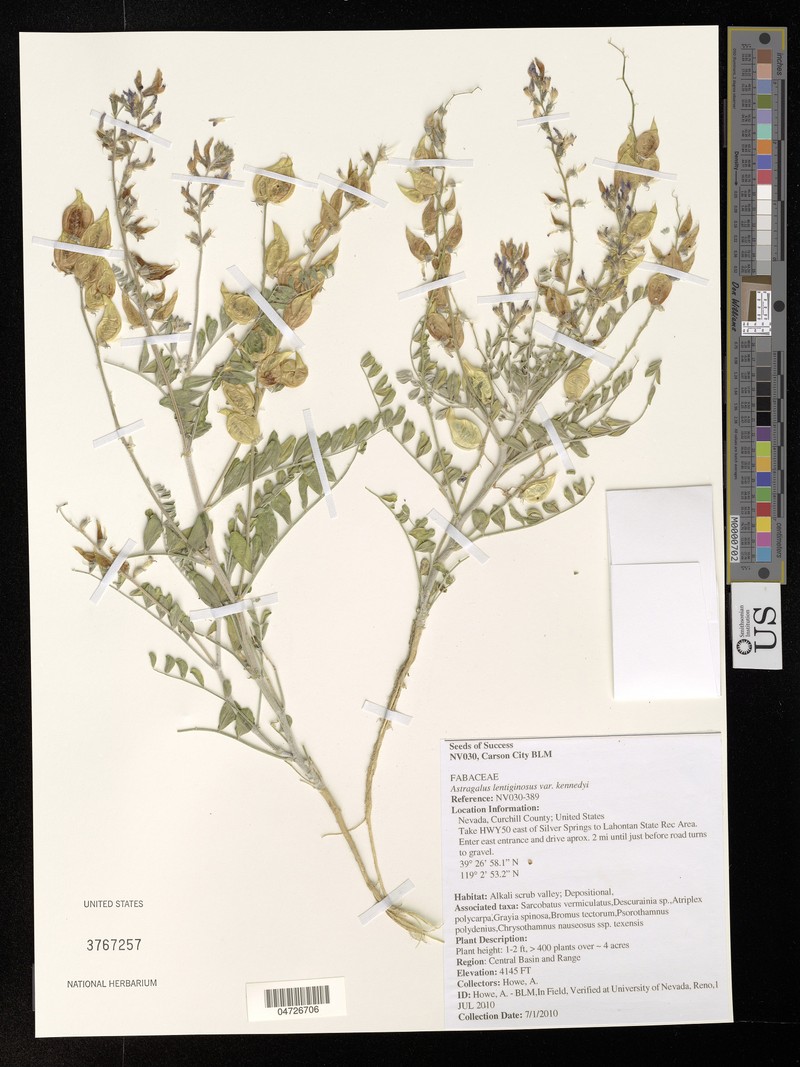Astragalus lentiginosus var. kennedyi photo 2