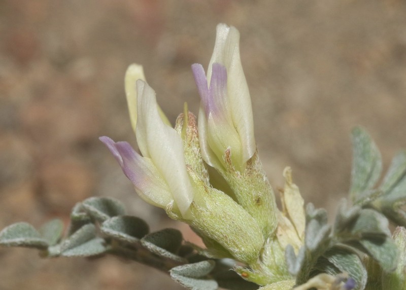 Astragalus lentiginosus var. kernensis
